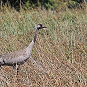 Common Crane  "Grus grus"